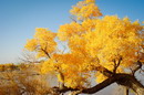 Euphrates Poplar